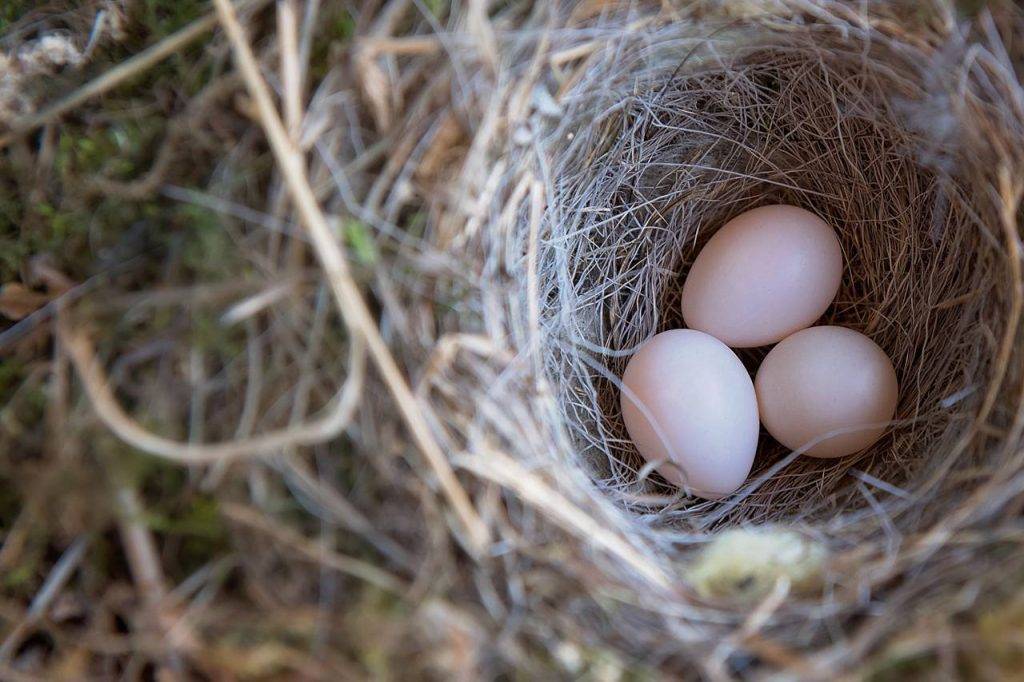 Birds-Nest-Three-Eggs-1280x853-1024x682-1