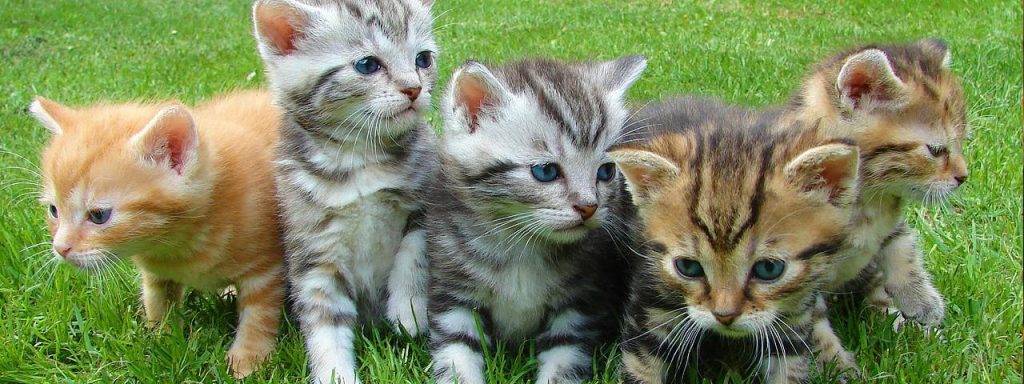 Five-Kittens-on-Grass-1280x480-1024x384-1