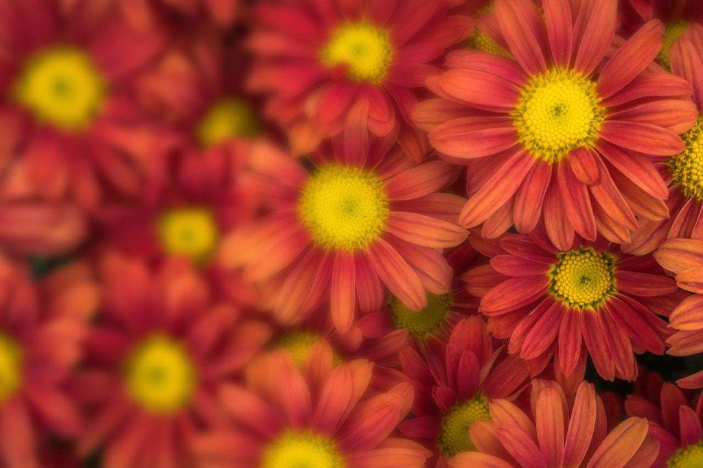 flower-mums-red-blur-1024x682-1
